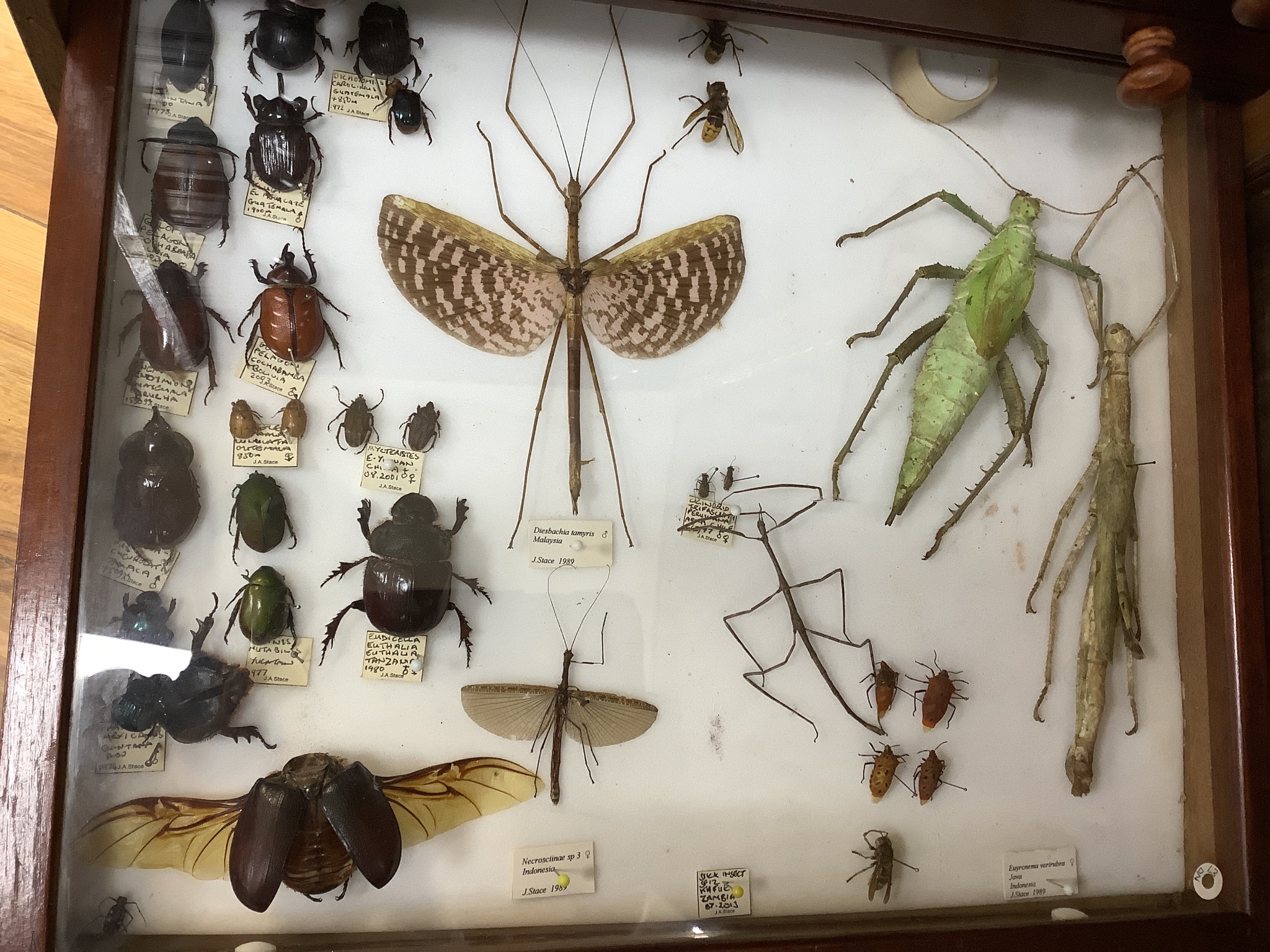 A private collection of Entomology, Taxidermy and Fossil Specimens, Lots 358 - 407., Entomology- a cabinet of World beetle, insect, carabid and arachnid specimens, in 16 drawers, 98 cm high, 46 cm wide